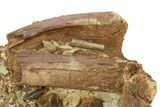 Sandstone with Hadrosaur Tooth, Tendon & Bones - Wyoming #283695-1